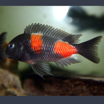 Tropheus Moorii  Bulu Point Kirschfleck 5-6cm